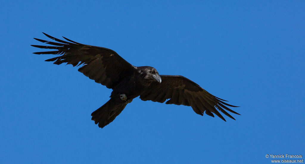 Northern Ravenadult, aspect, Flight