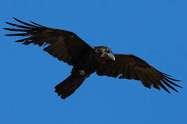 Grand Corbeau