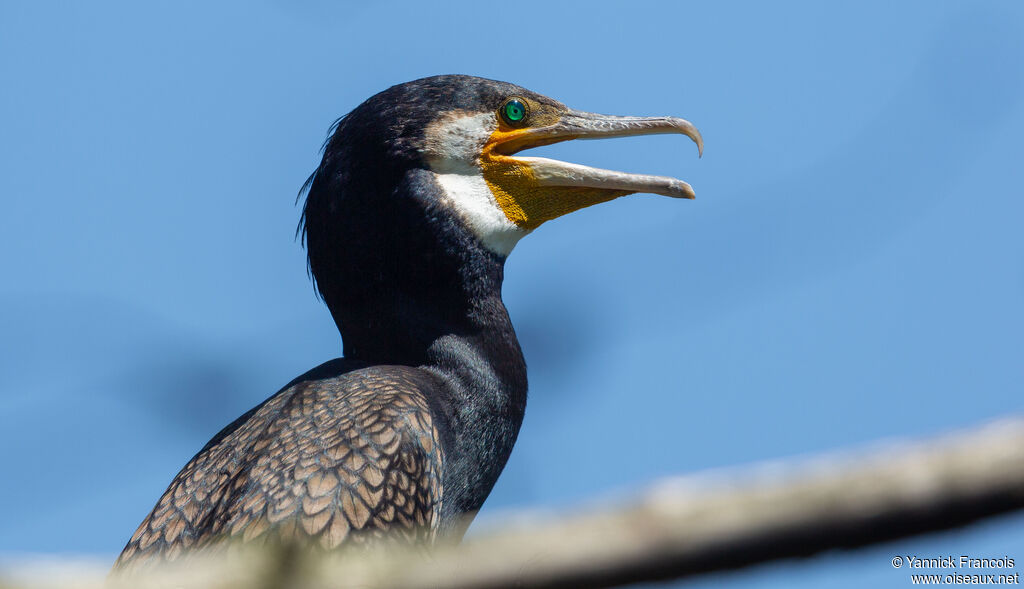 Great Cormorantadult, close-up portrait, aspect