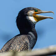 Grand Cormoran
