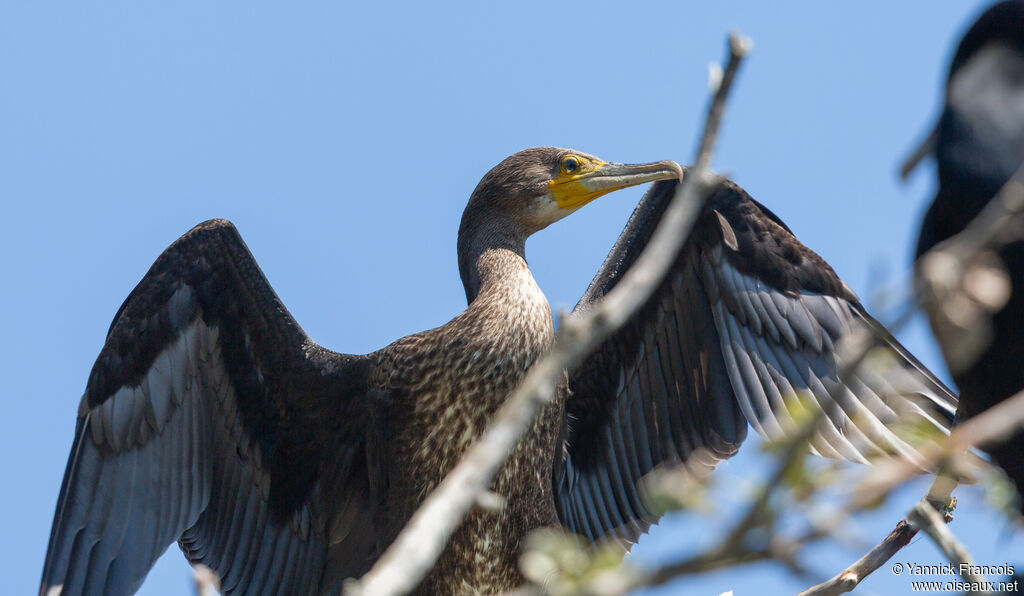 Great Cormorantimmature, identification, aspect