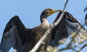 Grand Cormoran