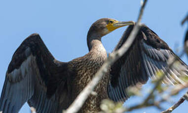Grand Cormoran