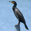 Grand Cormoran