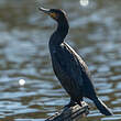 Grand Cormoran