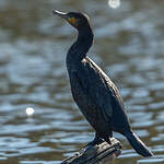 Grand Cormoran