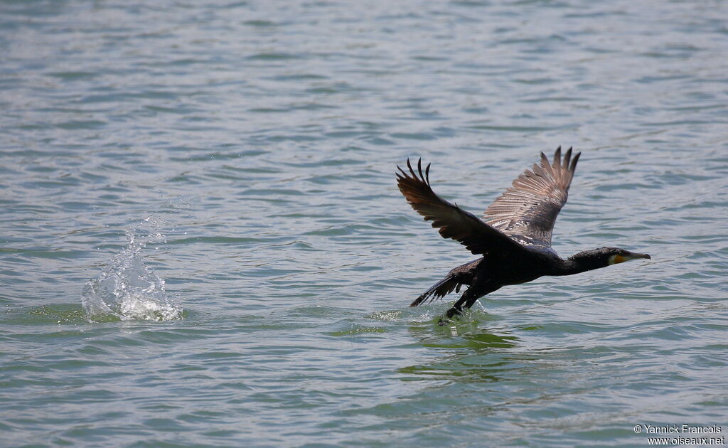 Great Cormorantadult, aspect, Flight