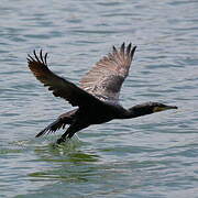 Great Cormorant