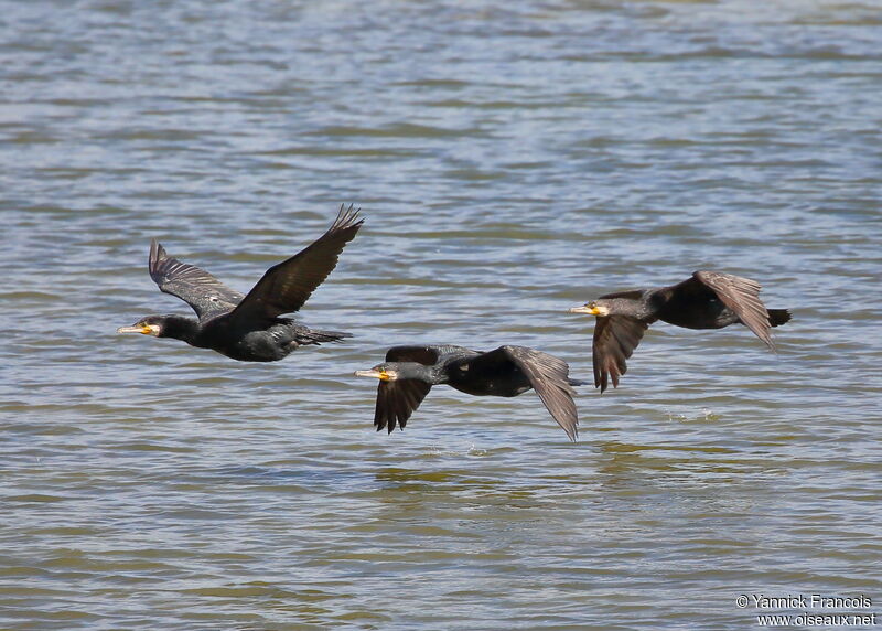 Great Cormorant, Flight