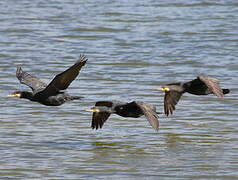 Great Cormorant