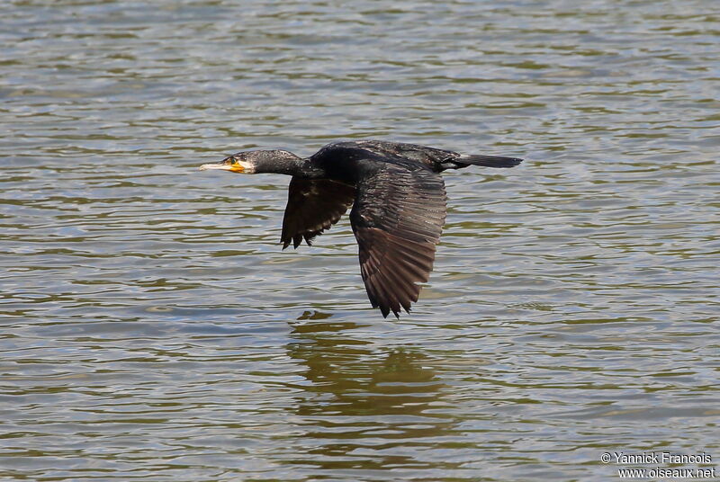 Great Cormorant, Flight