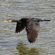 Great Cormorant