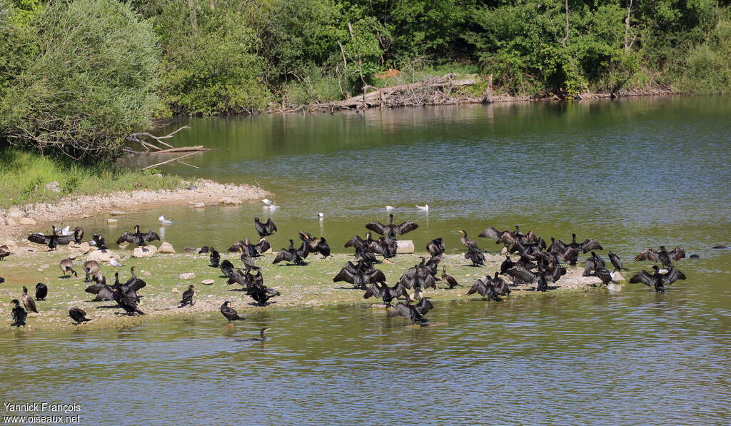 Great Cormorant, habitat, Behaviour