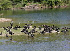 Great Cormorant