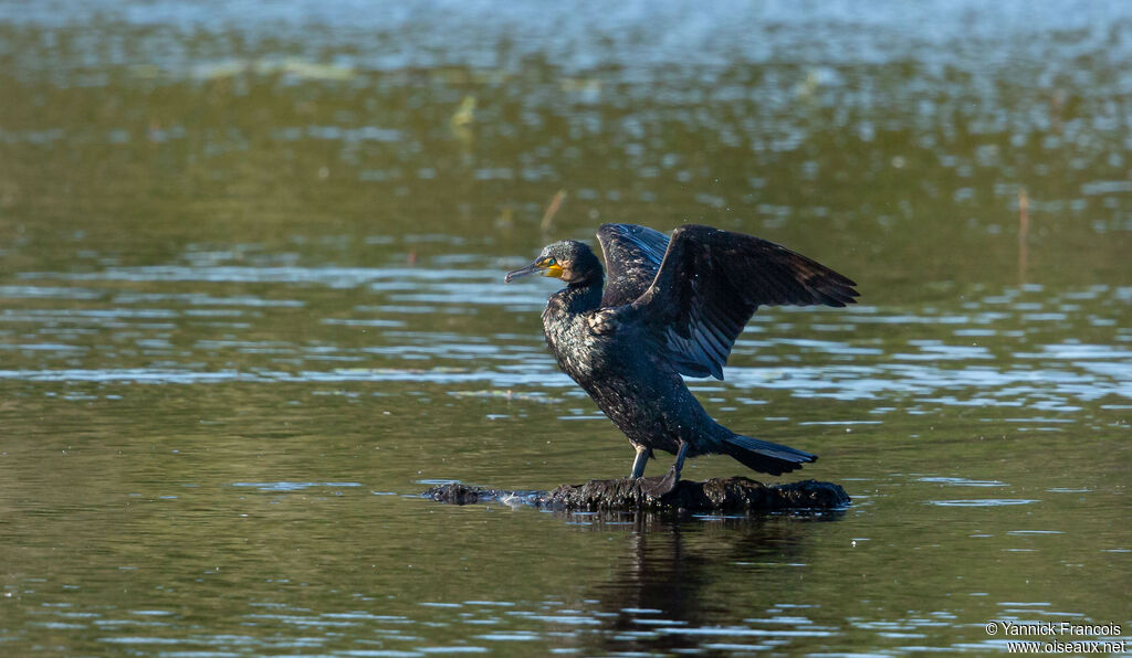 Grand Cormoranadulte, habitat, composition