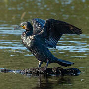 Great Cormorant