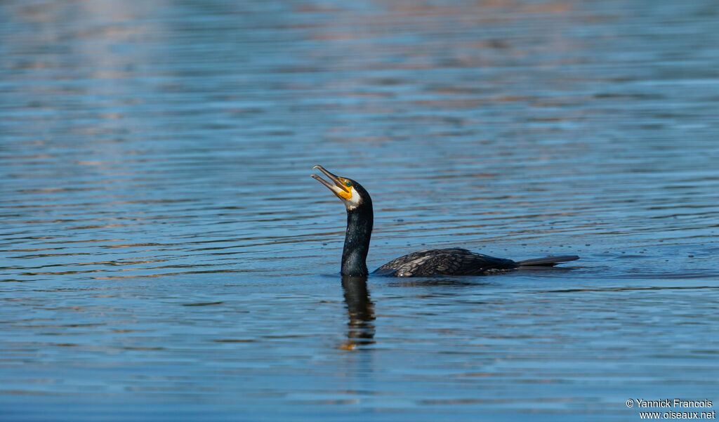 Grand Cormoranadulte, identification, composition, nage