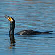 Grand Cormoran
