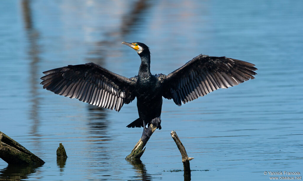 Grand Cormoranadulte, identification, composition