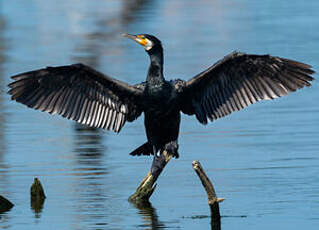 Grand Cormoran