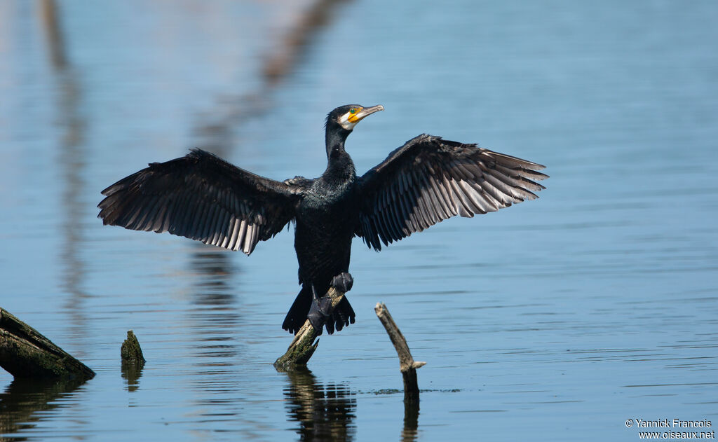 Grand Cormoranadulte, identification, composition