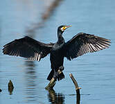Grand Cormoran