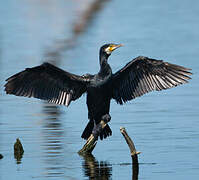 Grand Cormoran