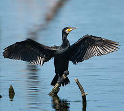 Grand Cormoran