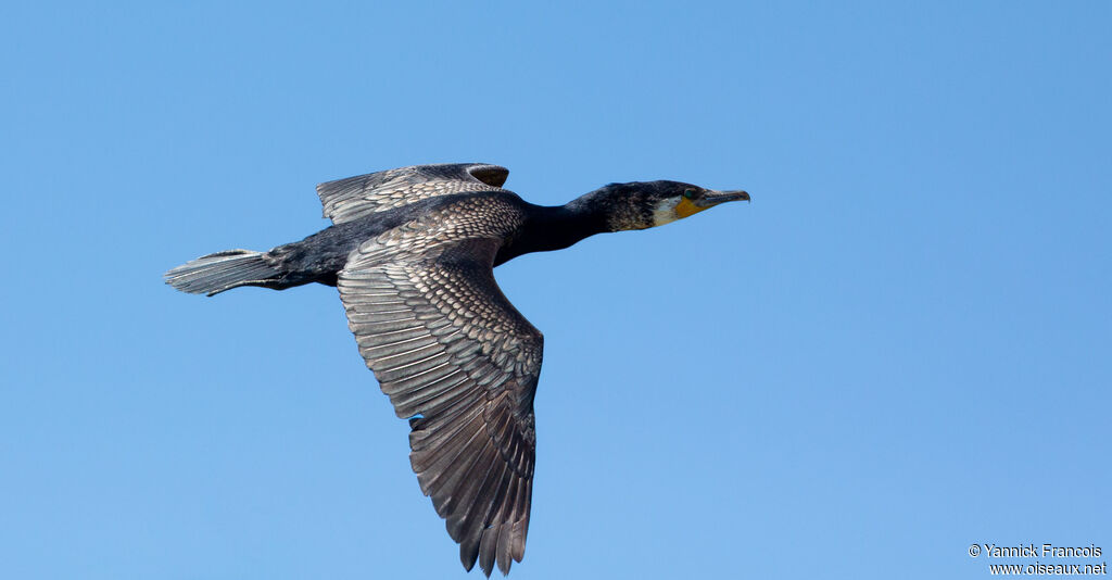 Grand Cormoranadulte, composition, Vol