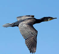 Grand Cormoran