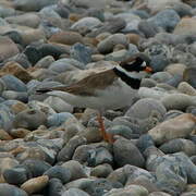 Common Ringed Plover