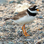 Common Ringed Plover