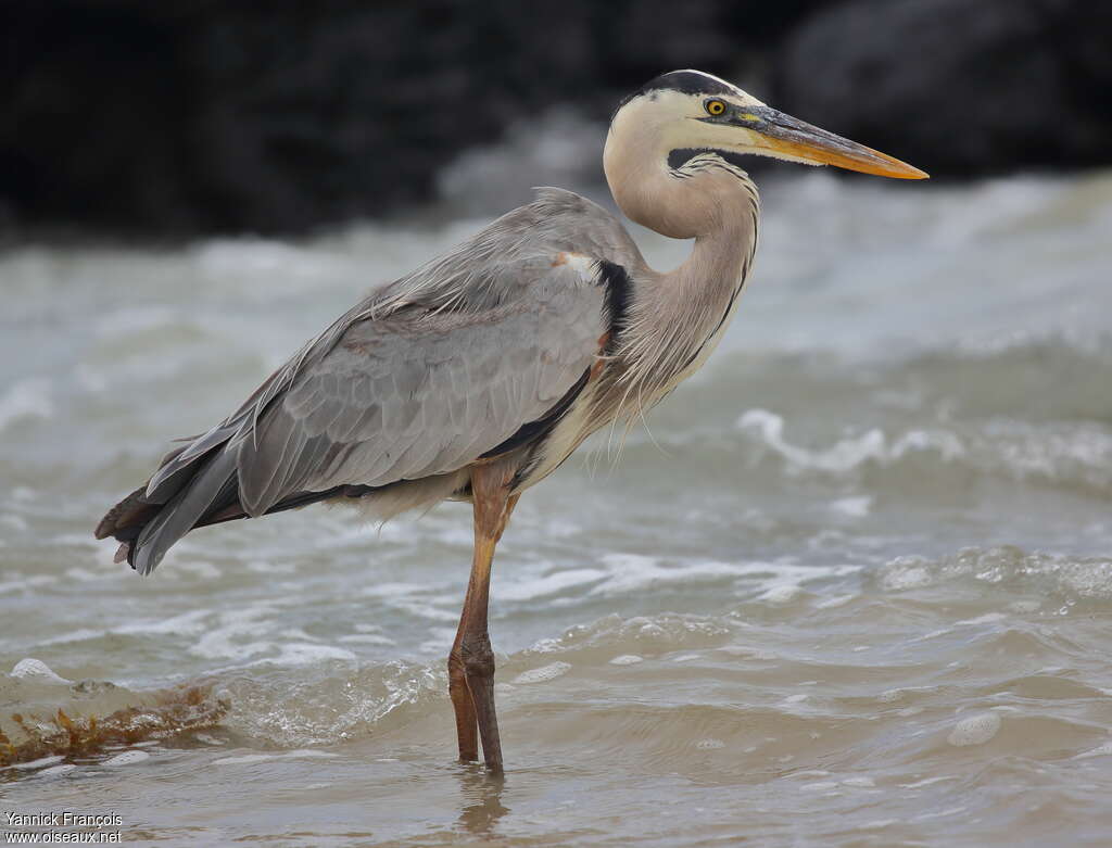 Great Blue Heronadult, identification, aspect