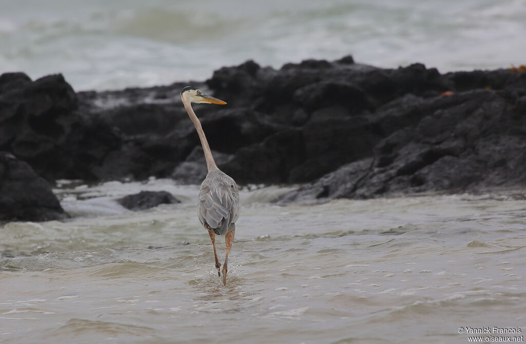 Great Blue Heronadult, habitat, aspect, walking