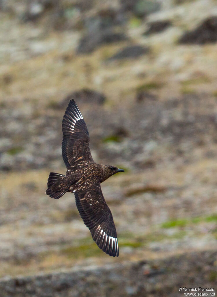 Great Skuaadult, aspect, Flight