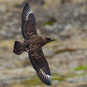 Great Skua