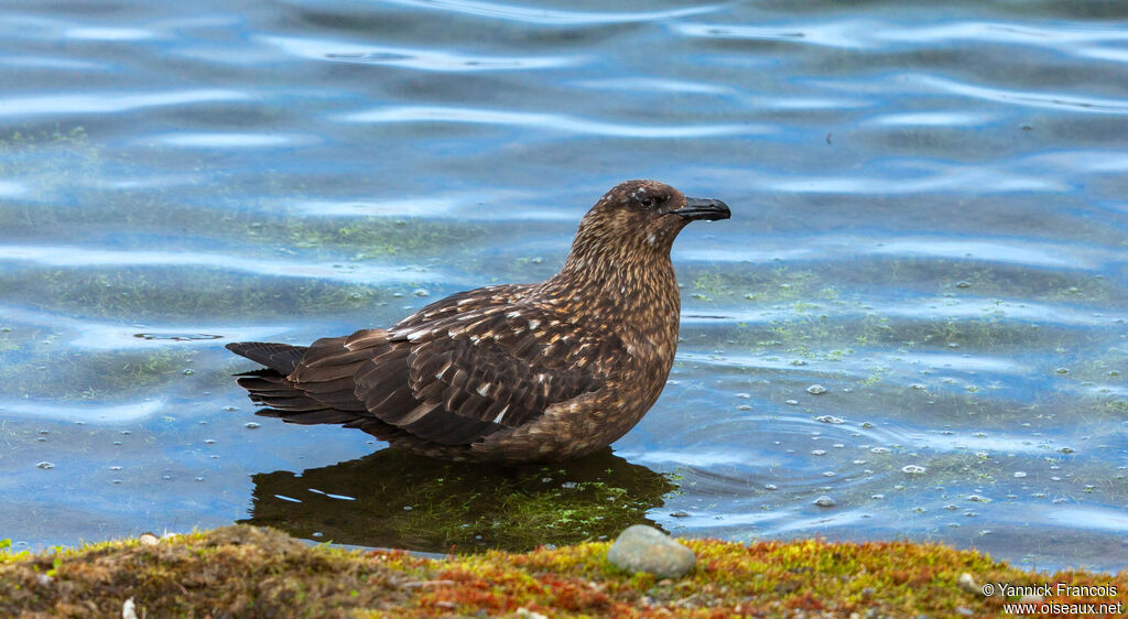 Great Skuaadult, identification, aspect, drinks