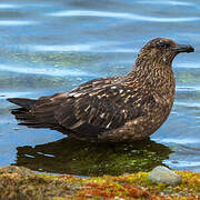 Great Skua