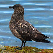 Great Skua