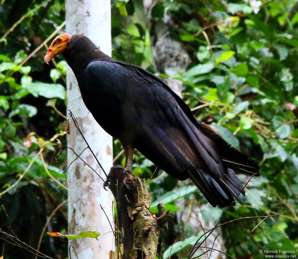 Greater Yellow-headed Vultureadult, identification, aspect