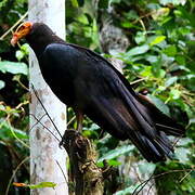 Greater Yellow-headed Vulture