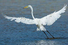 Grande Aigrette