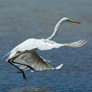 Grande Aigrette