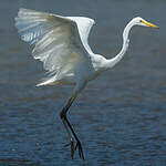 Grande Aigrette