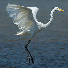 Grande Aigrette