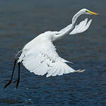 Grande Aigrette