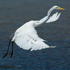Grande Aigrette
