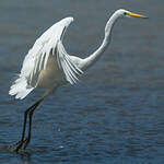 Grande Aigrette