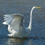 Grande Aigrette