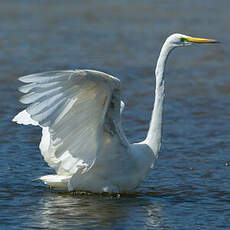 Grande Aigrette